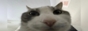 Staring Cat